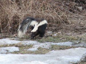 <strong>Leader Road Skunk</strong>