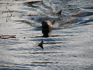 <strong>Chalk River Bridge Otter by P. MacDonald</strong>