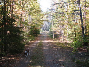 <strong>Dog in Fall by P. MacDonald</strong>