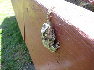 <strong>Leader Road Frog Hanging On by P. MacDonald</strong>
