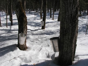 <strong>Sugar Bush by Catherine Walsh</strong>