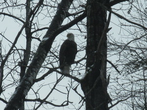 <strong>Eagle</strong><br />by P. MacDonald