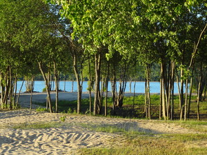 <strong>Trees on Beach by Dan Wilson</strong>