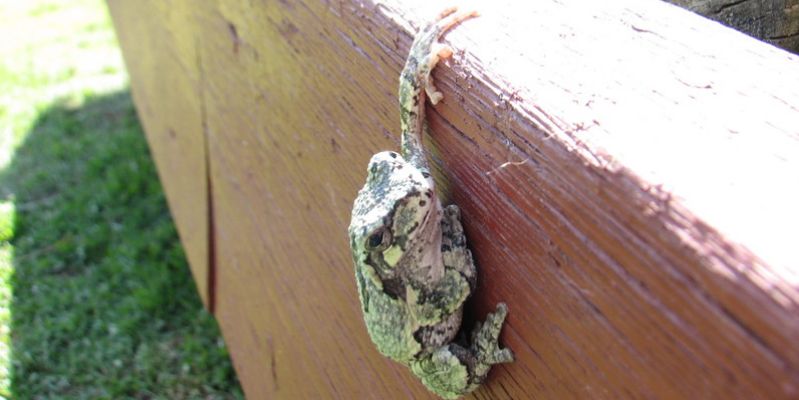 Header Image - frog-1616083697.jpg